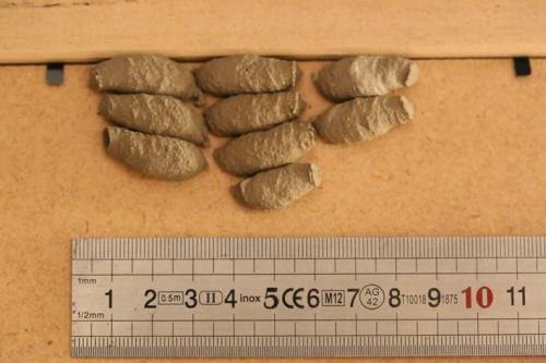 Sceliphron curvatum
